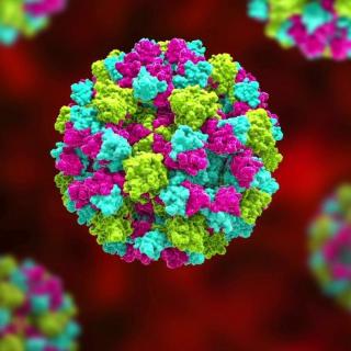 Что такое норовирус или вирус зимней рвоты